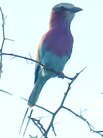 Racket-tailed Roller Racket-tailed Roller